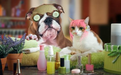 How do you find the right pet groomer?