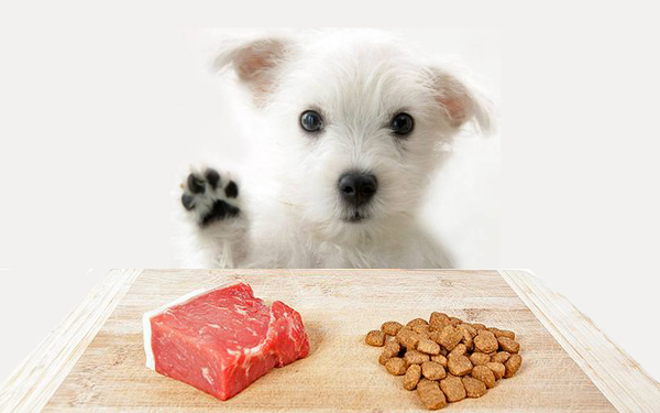 Raw Steak or Kibble