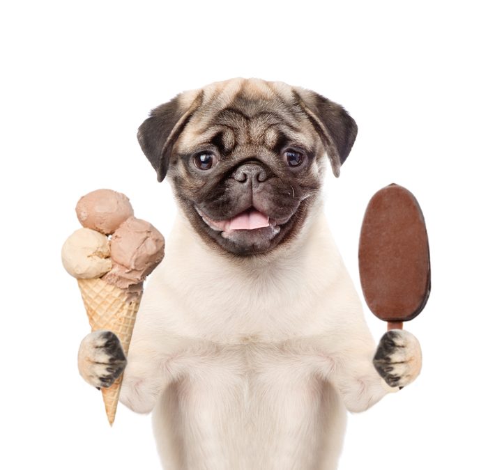 Dog with Ice Cream