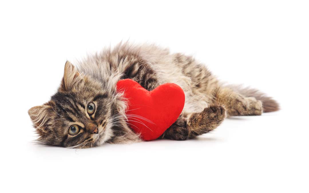Cat with a Red Heart