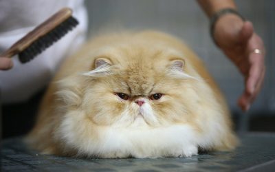 Importance of Cat Grooming for Your Cat