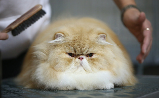 Importance of Cat Grooming for Your Cat