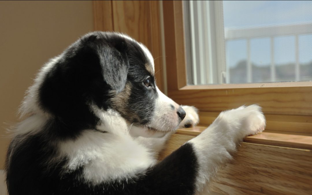 Pets and Their Care as Owners Go Back to Work After Lock-down