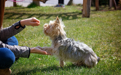 An Introduction to Basic Dog Training