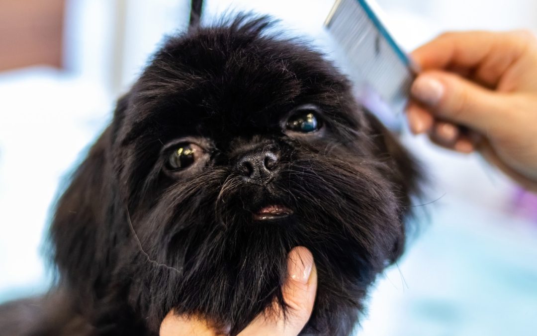 A person combing a dog’s coat